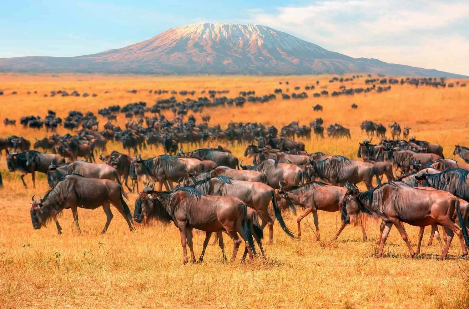 Amboseli National Park